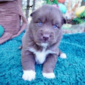 Copper Siberian Husky