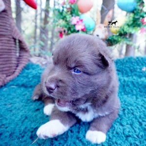 Copper Siberian Husky