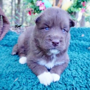 Copper Siberian Husky