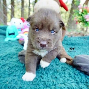 Copper Siberian Husky