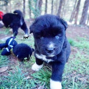 Husky Breeder