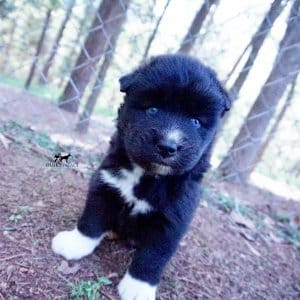 Husky Breeder