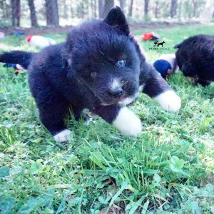 Husky Breeder