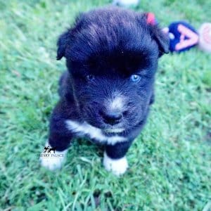 Husky Breeder