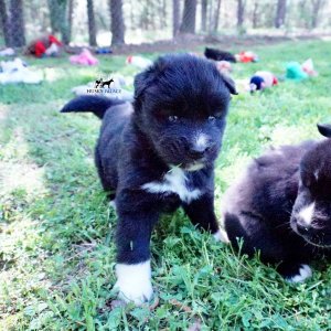 Husky Breeder