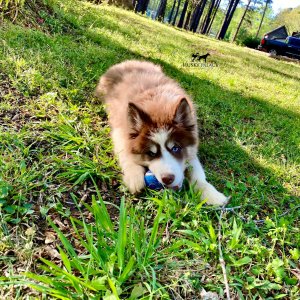 Husky Breeders