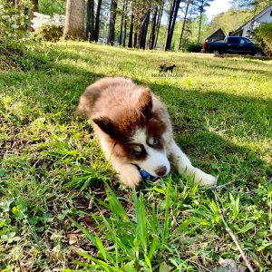 Husky Breeders