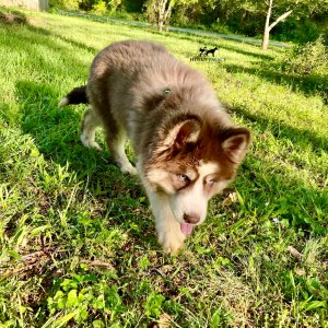 Husky Breeders