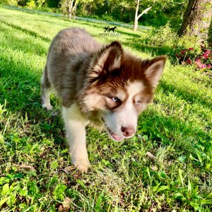Husky Breeders