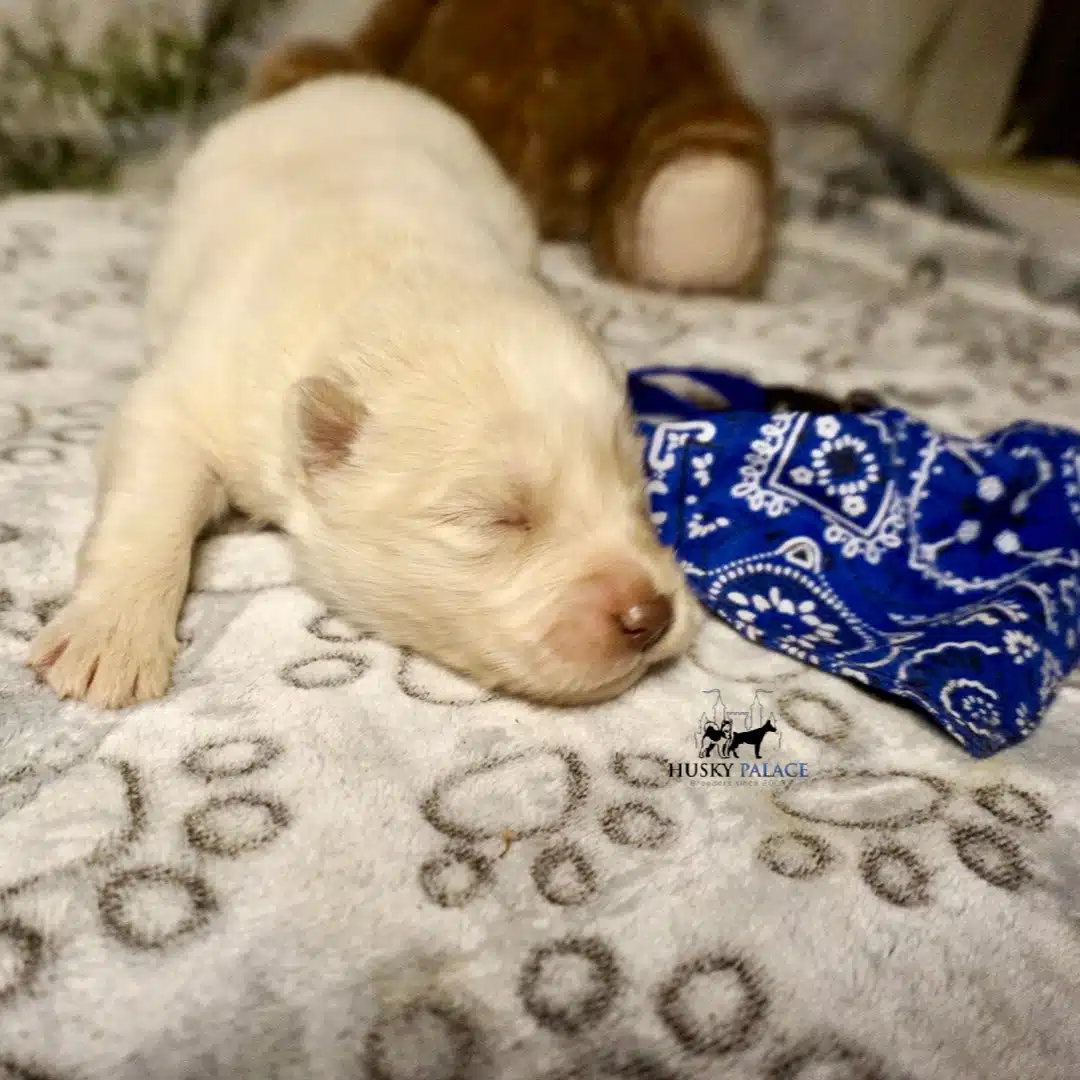 Husky litters