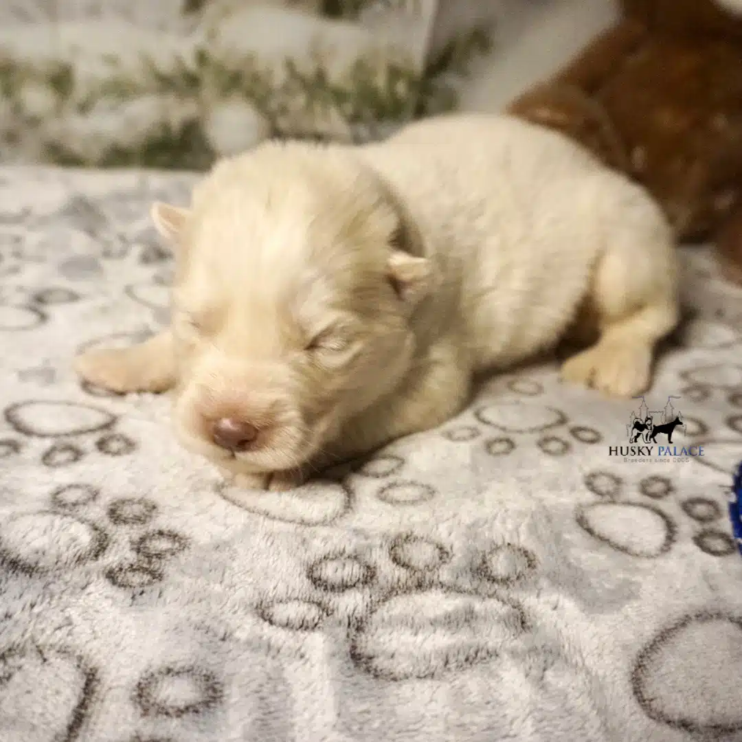 Husky litters