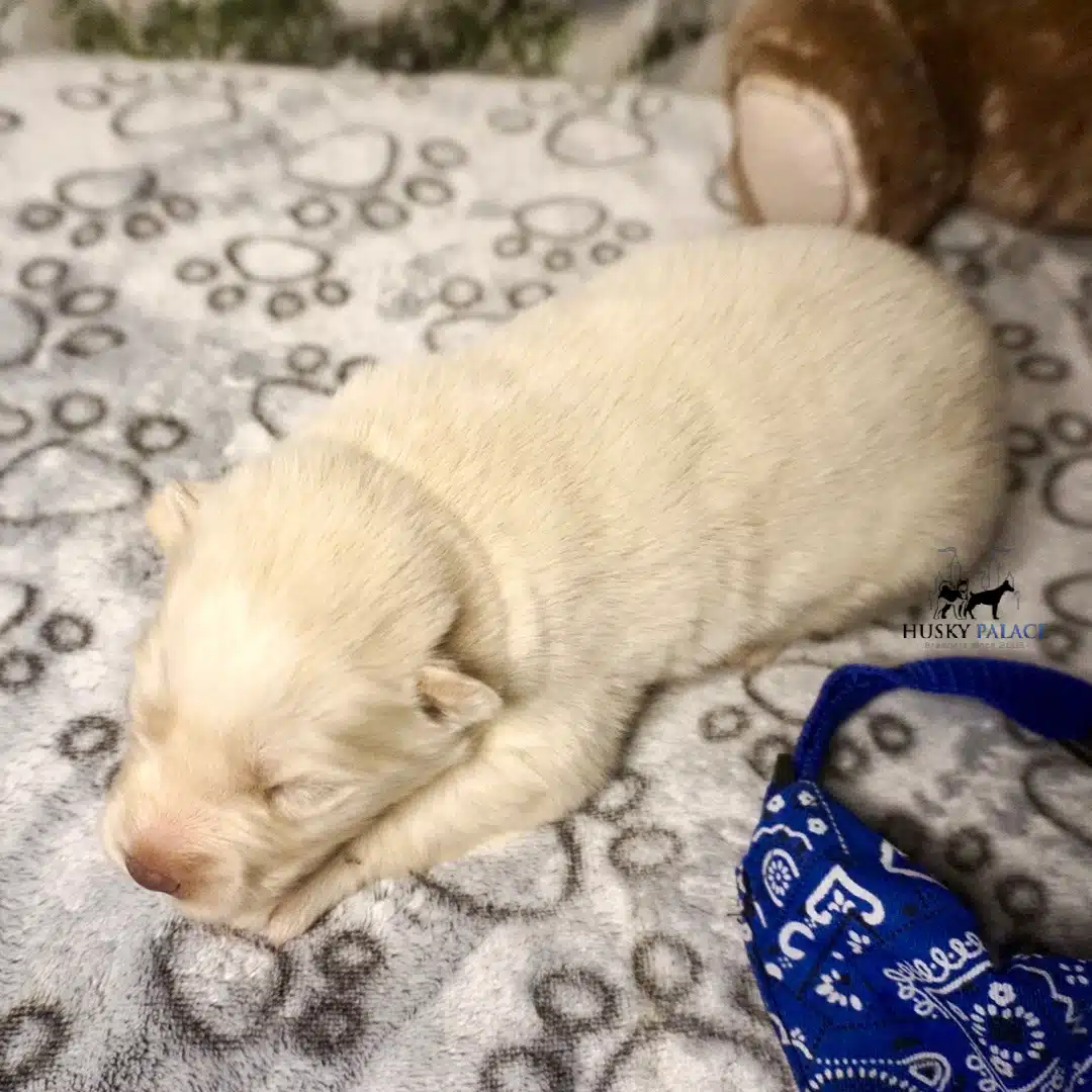 Husky litters