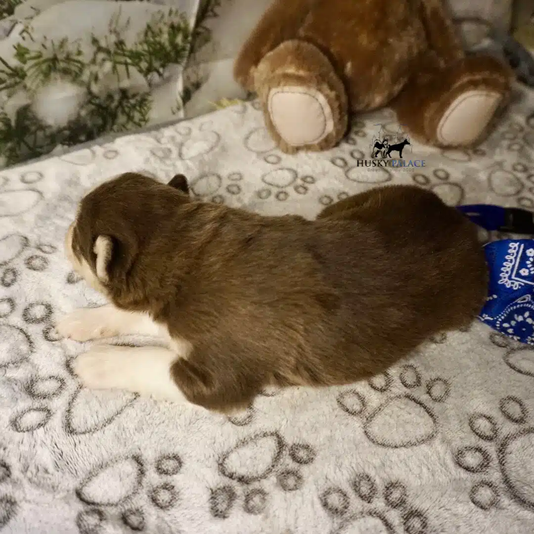 Husky litters