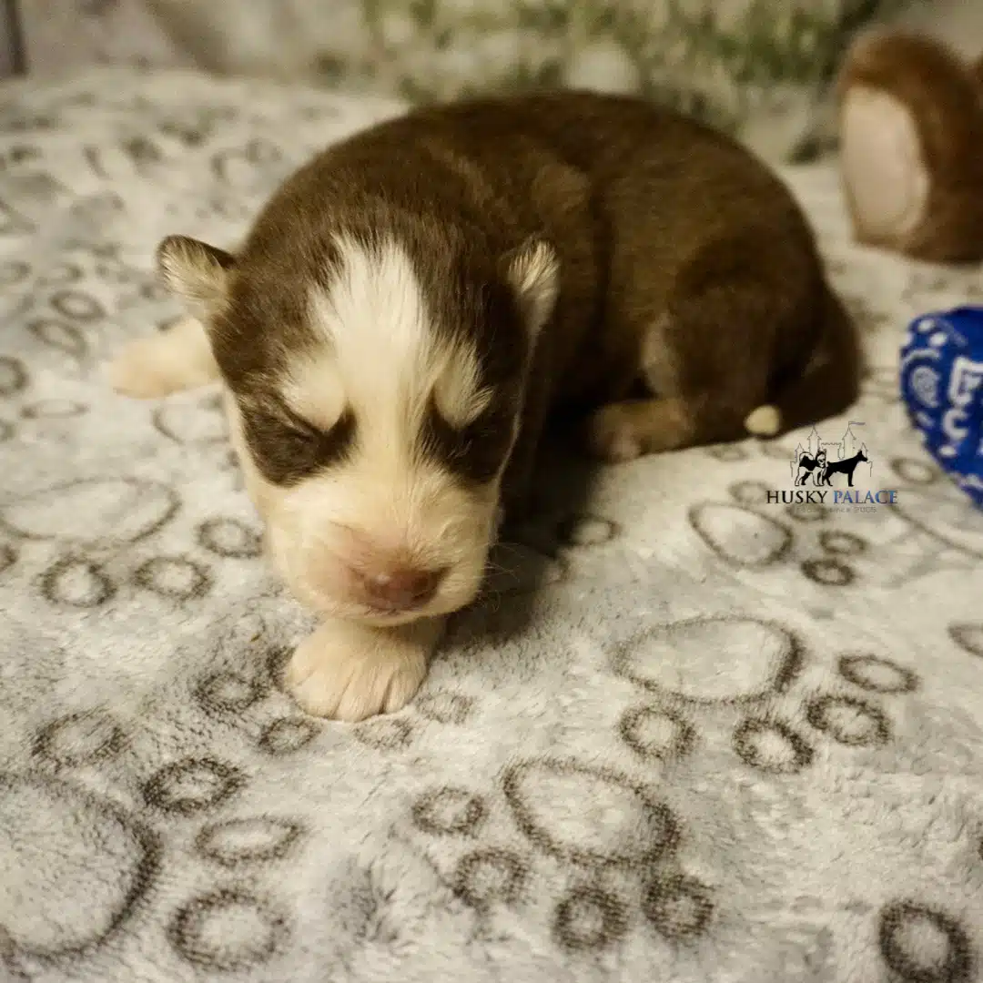 Husky litters