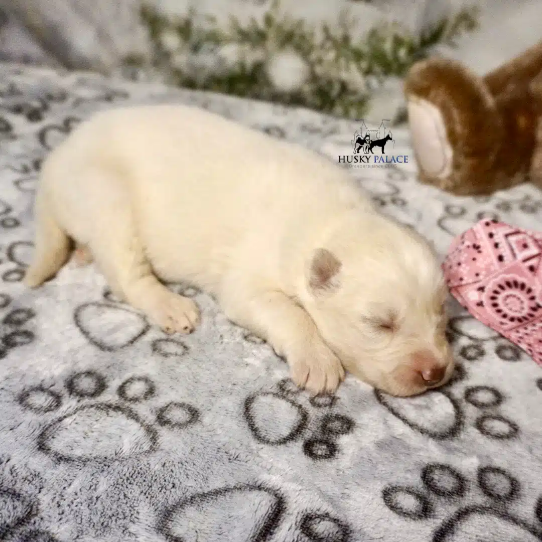 Husky litters