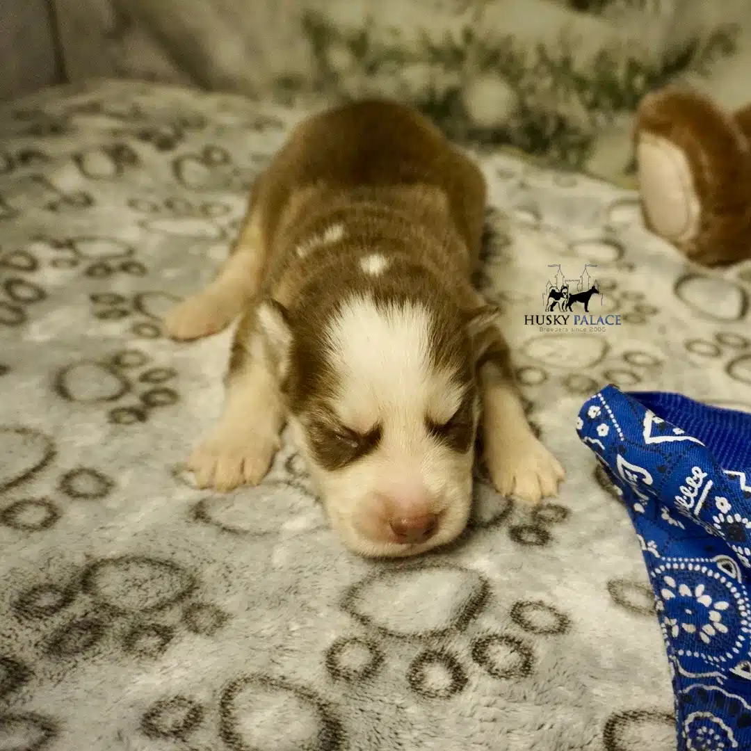 Husky litters