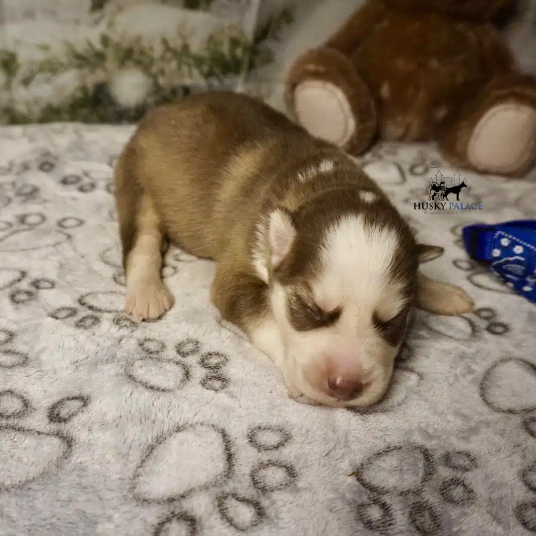 Husky litters