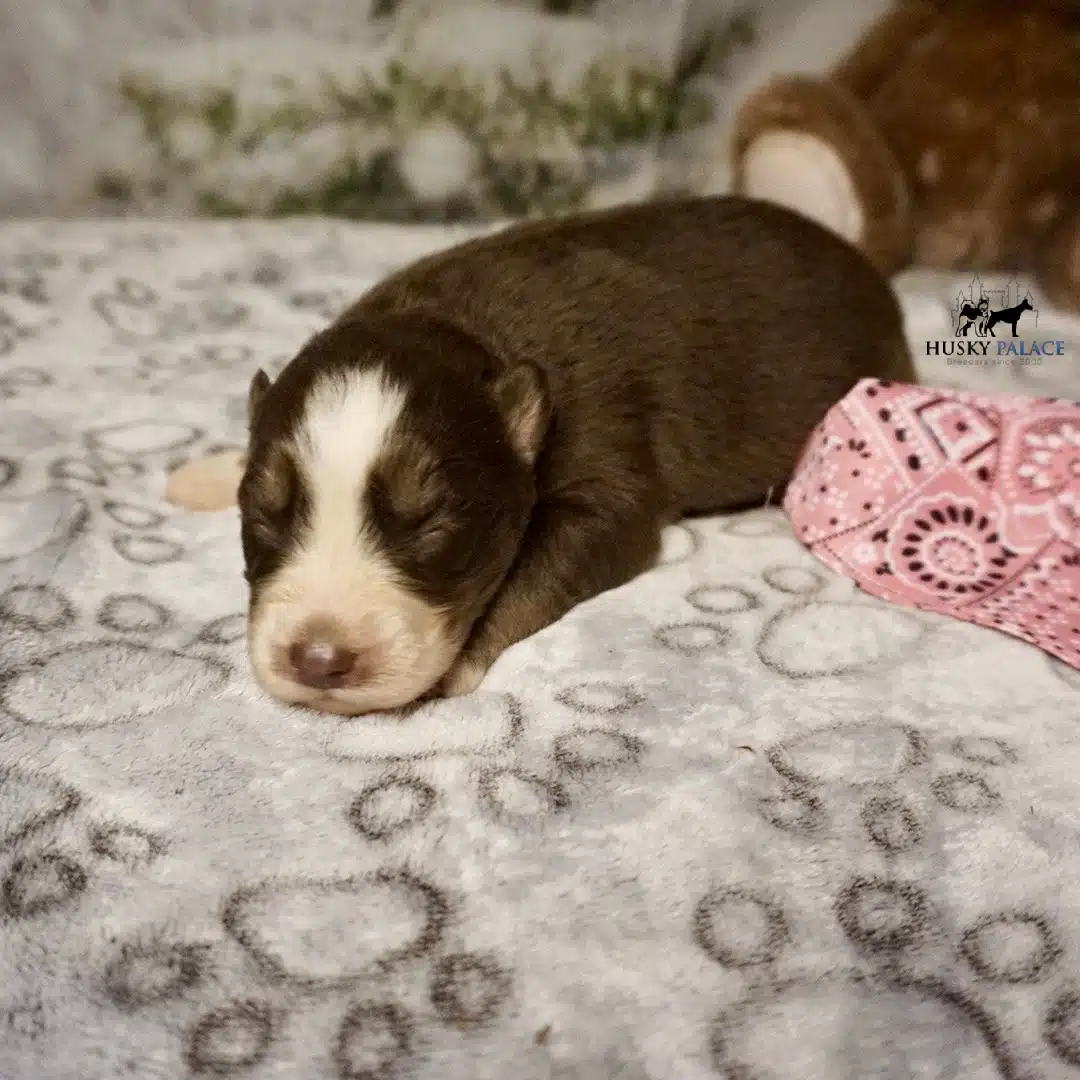 Husky litters
