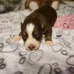 Husky litters