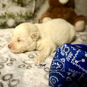 Husky litters