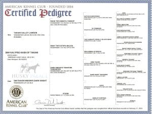 Kalypso's AKC pedigree