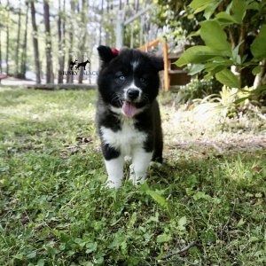 Pet Husky