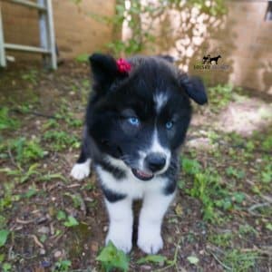 Pet Husky
