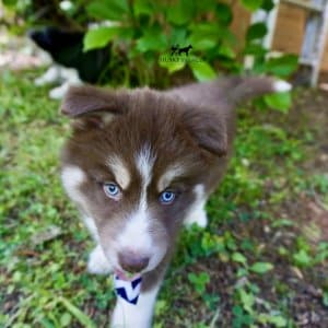 Pure Husky