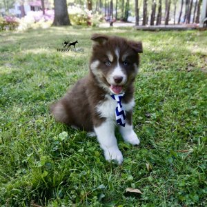Pure Husky