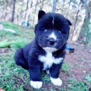 Pure Siberian Husky