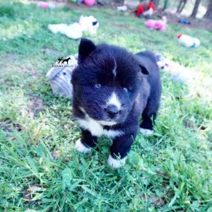 Pure Siberian Husky