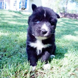 Pure Siberian Husky