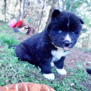 Pure Siberian Husky