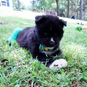 Pure Siberian Husky