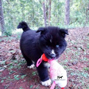 Pure Siberian Husky