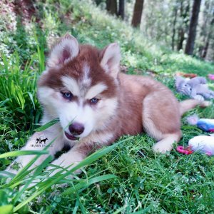 Purebred Husky Breeders