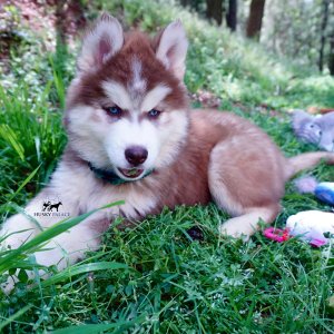 Purebred Husky Breeders