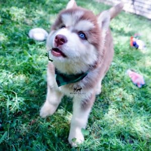 Purebred Husky Breeders