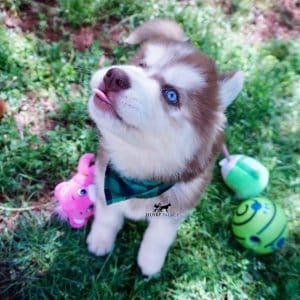 Purebred Husky Breeders