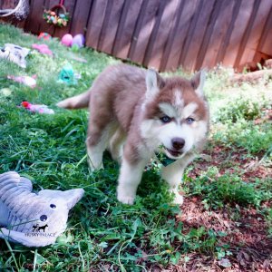 Purebred Husky Breeders