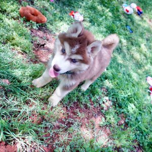 Purebred Husky Breeders