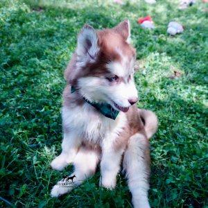 Purebred Husky Breeders