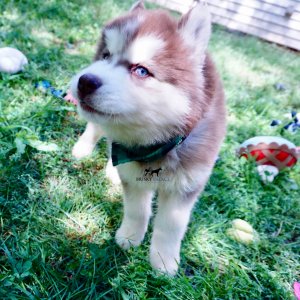 Purebred Husky Breeders