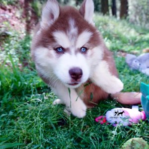 Purebred Husky Breeders