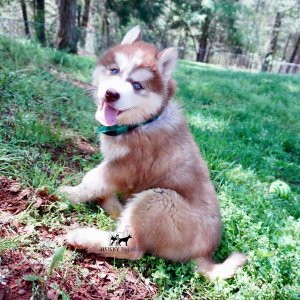 Purebred Husky Breeders
