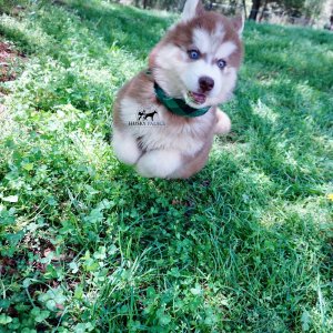 Purebred Husky Breeders