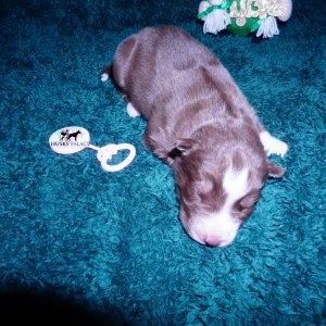 Siberian Husky Puppies For Sale
