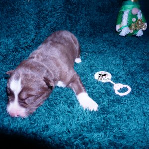 Siberian Husky Puppies For Sale