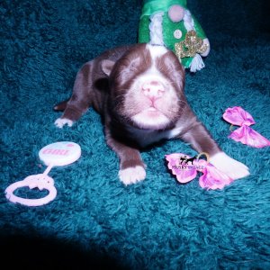 Siberian Husky Puppies For Sale