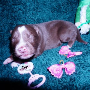 Siberian Husky Puppies For Sale